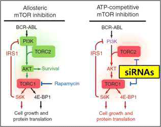 RNA 간섭을 이용한 mTOR siRNA의 mTOR inhibition