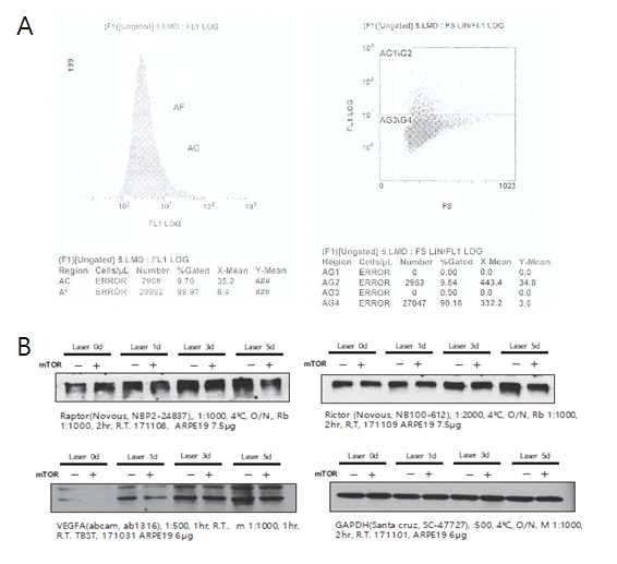 Facscan 을 이용한 transduction efficiency 분석 및 AAV-mTORshRNA 에 의한 mTORC1, mTORC2 pathway의 억제 및 VEGF-A 억제