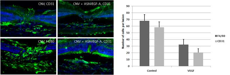 AAV-AShVEGF-A 치료군과 비치료군 맥락막 신생혈관조직에서 혈관내피세포 및 염증세포의 변화