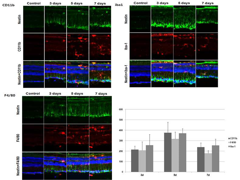 MNU-induced retinal degeneration model에서 시기별 신경망막조직내 염증세포의 침윤 특성 비교