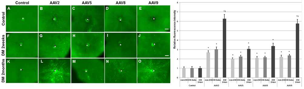 STZ로 유도된 2주, 2달 당뇨망막병증 마우스 모델에서 다양한 혈청형을 가진 AAV-eGFP(AAV2, AAV5, AAV8, AAV9)를 안구 내 주사 후 신경망막 내 eGFP 발현 정도 비교