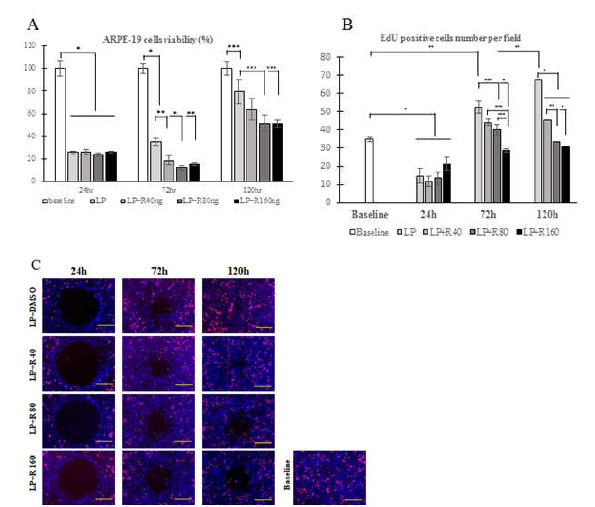 레이저광응고술을 시행한 인간망막색소상피세포에서 mTOR 경로의 억제가 cell viability 및 EdU assay 에 미치는 영향 확인