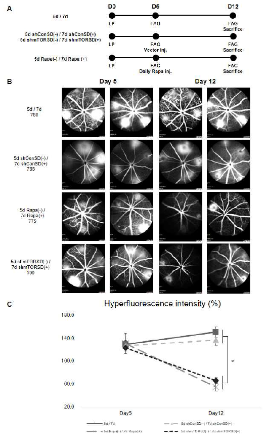 맥락막 신생혈관생성모델에서 AAV2-shmTOR-SD와 rapamycin 투여로 후 형광안저촬영이미지 및 형광누출강도분석
