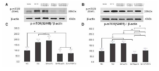 CNV 모델에서 AAV2-mTORshRNA-SD 와 rapamycin 주사 후, mTORC 1 과 mTORC 2 단백질 억제 확인