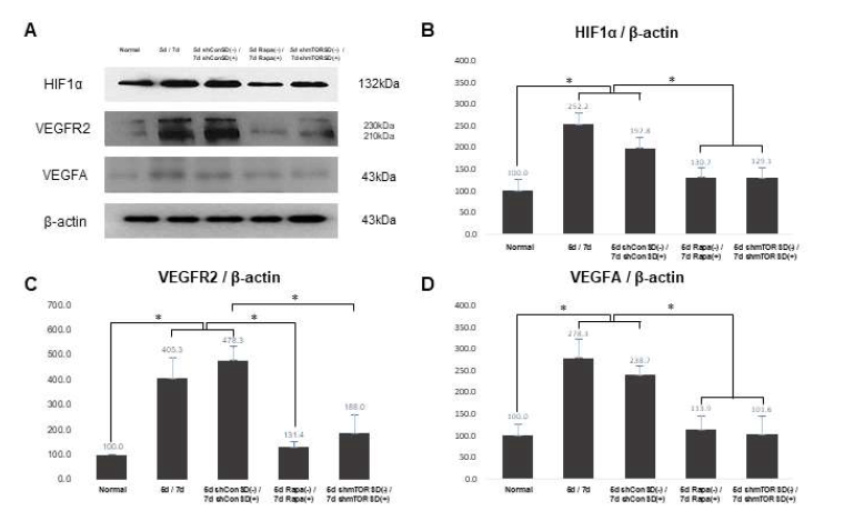 CNV 모델에서 AAV2-mTORshRNA-SD 와 rapamycin 투여가 혈관생성기전인 HIF1α -VEGFR2-VEGFA 경로에 미치는 영향