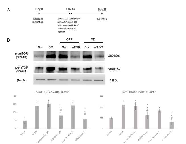 Streptozotocin 으로 유도된 당뇨병성 망막병증 (diabetic retinopathy) 모델에서 AAV2-mTORshRNA-SD의 투여가 mTORC1과 mTORC2 활성에 미치는 영향 확인