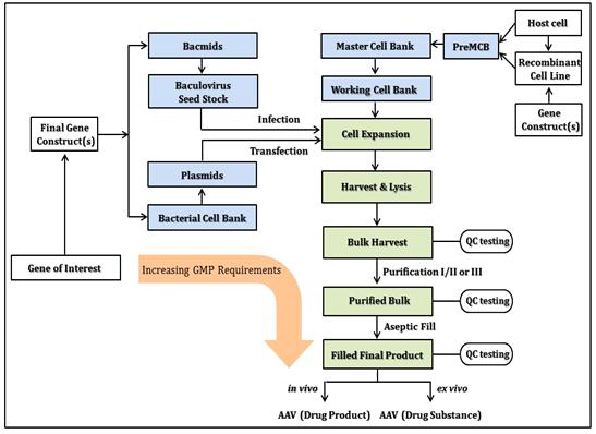 AAV 벡터 GMP 제조 공정. Baculovirus/Sf9 부유세포 기반의 생산공정(왼쪽패널) 및 플라스미드/HEK293 부착세포 기반의 생산공정도