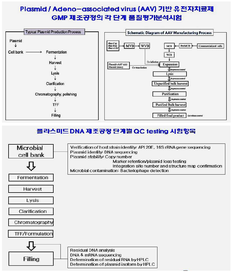 AAV 벡터 GMP 제조에 사용되는 플라스미드 DNA의 GMP 생산 공정과 규격 시험항목. 플라스미드 DNA의 GMP 생산 공정(TOP 왼쪽패널) 및 각 단계에서의 플라스미드 규격시험항목(Bottom 패널)