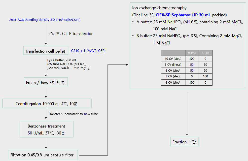 AAV 벡터 GMP 제조 downstream 공정 개발 전략