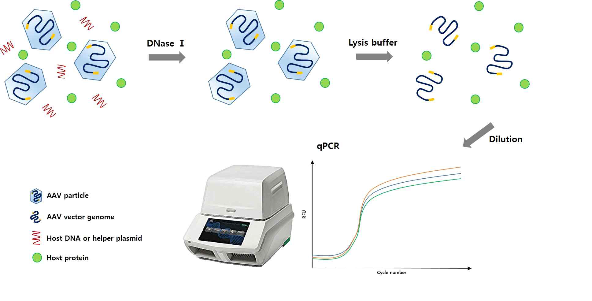 AAV titration kit를 이용한 AAV 벡터의 qPCR 과정 결과