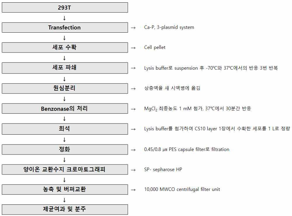 AAV2-shmTOR-SD 벡터 GMP 제조 downstream 최종 확립한 공정