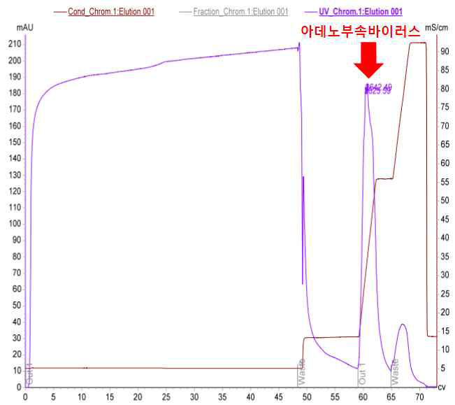 CIEX 정제과정 중 AAV 벡터를 분리하는 peaks 결과. 빨간색 부분의 fractions에 AAV2 벡터가 포함되어 있음