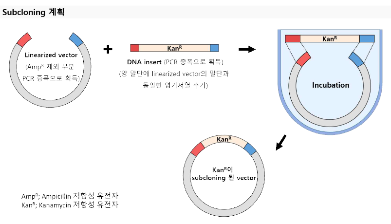 AAV2-shmTOR-SD(AAV2-mTORshRNA-SD) GMP 제조용 세 종류의 플라스미드인 pRep/Cap, pHelper, pAAV-mTORshRNA-SD의 ampicillin 저항성 유전자(AmpR)를 kanamycin 저항성 유전자(KanR)로 대체하기 위한 subcloning 전략