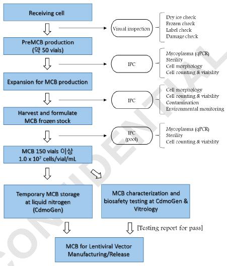 AAV2-mTORshRNA-SD의 GMP 제조에 사용할 생산세포주 MCB 제조공정도