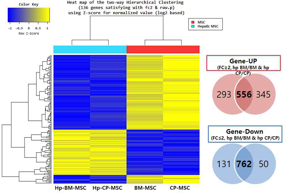 DEG 분석 Heatmap