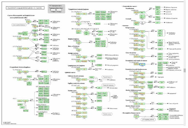 WT1과 관련 있는 pathway