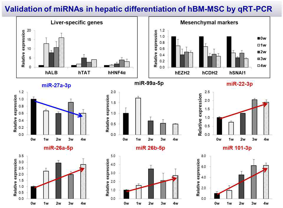 간세포 분화 유도 후 miRNAs 발현 검증