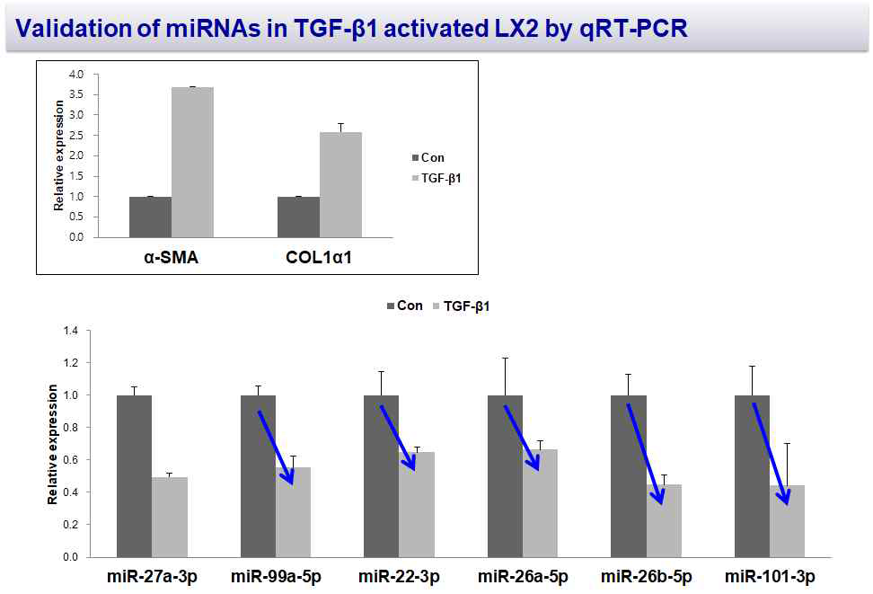활성화시킨 간 성상세포에서 miRNAs 발현 검증