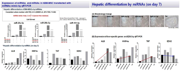 선별된 miRNAs의 간세포 분화 유도