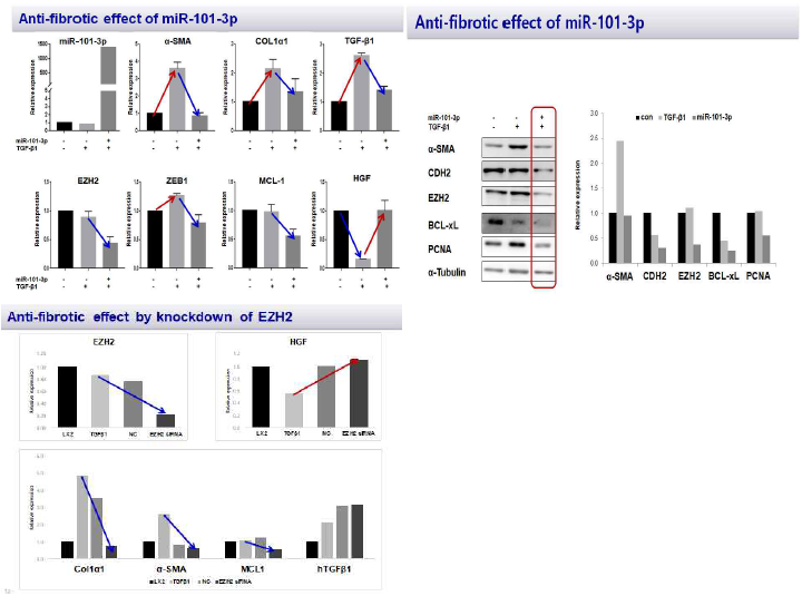 miRI-101-3p와 타깃 유전자 EZH2의 항섬유화 효과 검증
