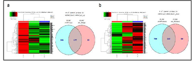 miRNA array와 cDNA array 병행 분석을 통한 중간엽줄기세포 특이적 miRNA 및 유전자 분석