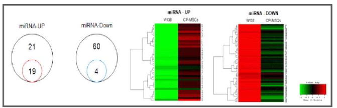 태반유래 중간엽줄기세포에서 이동 및 정착관련 특이적 miRNA 선별