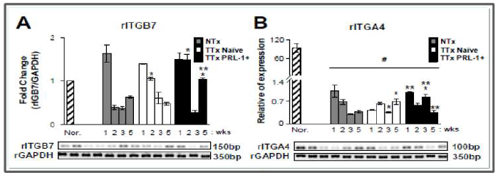 만성 간질환 동물 모델에서의 integrin b7(A)와 integrin a4 (B)의 RNA 및 단백질 발현 분석