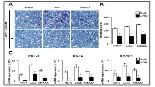 PRL-1 발현과 중간엽줄기세포의 침윤능 분석