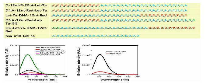 D12-R22-Let-7 센서의 형광 특성 및 타겟 감지능 조사