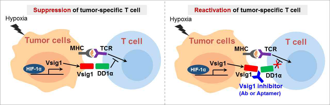신규 면역관문 단백질 Vsig1, hypoxia에 의한 발현 조절 및 Vsig1 억제제의 항암면역 증진