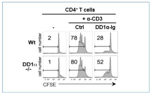 DD1α의 면역관문 기능