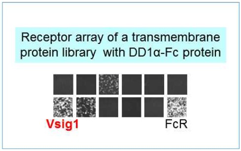 DD1α의 결합 막단백질 스크리닝