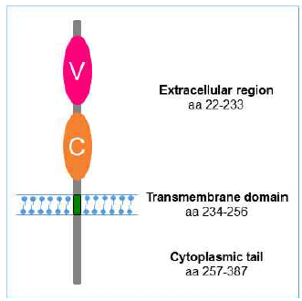 Vsig1 도메인 구조