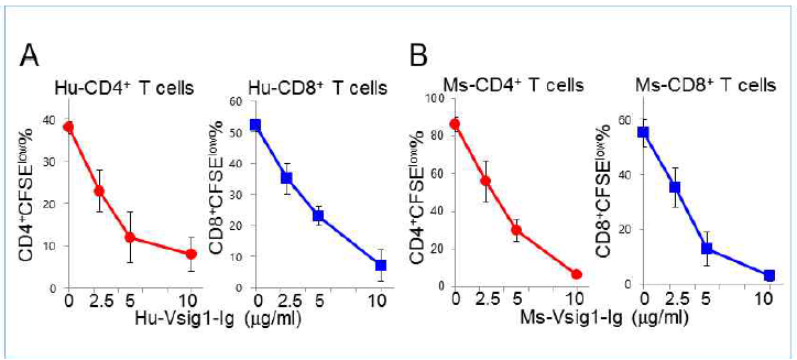 Vsig1의 CD4+, CD8+ T 세포 억제 기능