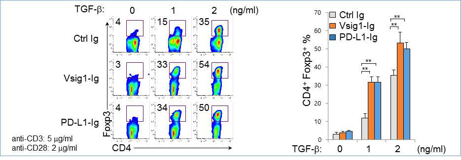 Vsig1의 Foxp3+ iT reg 세포 발생 증가