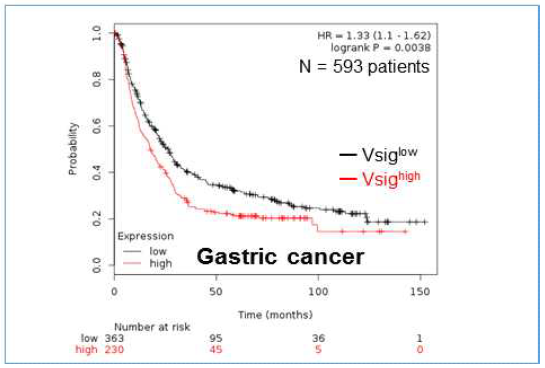 높은 Vsig 발현과 위암사망률과의 관계