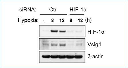 Hypoxia-HIF-1α에 의한 Vsig1 증가