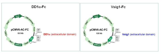 결합능 분석용 DD1α-Fc, Vsig1-Fc 구조