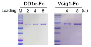 결합능 분석용 DD1α-Fc, Vsig1-Fc 정제