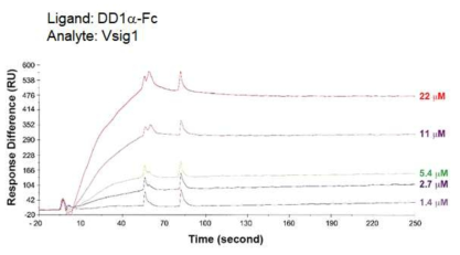 SPR을 통한 DD1α-Fc, Vsig1-Fc의 결합