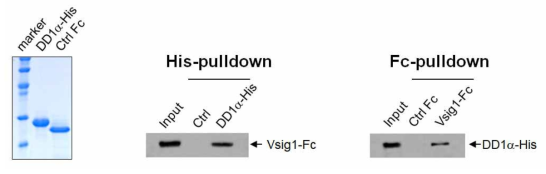 Recomninant protein pull down을 통한 DD1α-Fc, Vsig1-Fc의 결합