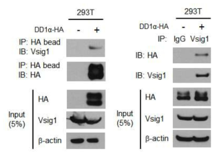 상호면역침전법을 통한 DD1α와 Vsig1의 결합