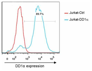 DD1α 과발현 Jurkat 세포주 확립