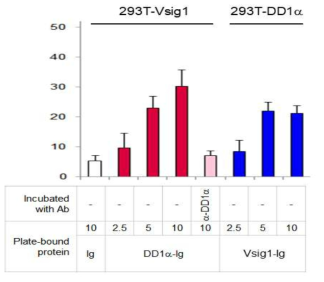 Cell adhesion을 통한 DD1α, Vsig1의 결합