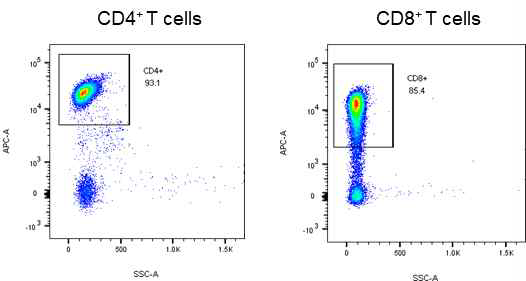 CD4+, CD8+ T cell 분리 결과