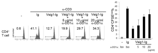 DD1a 항체에 의한 Vsig1의 T cell 저해력 상쇄