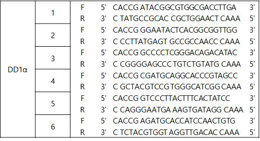DD1a 유전자 편집을 위한 sgRNA 시퀀스