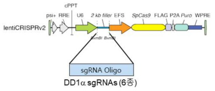 DD1a 유전자 편집을 위한 크리스퍼 벡터 정보