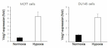 저산소에 노출된 암세포들의 Vsig1의 mRNA 양 확인