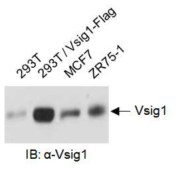 Vsig1 항체 확인